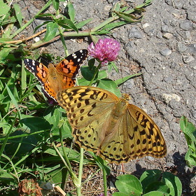 Две бабочки и цветок клевера