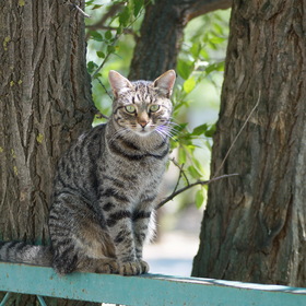 Уличный кот на заборе
