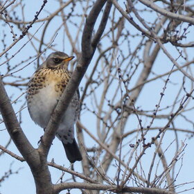 �����-��������