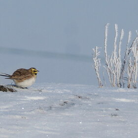 ������� ���������