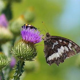 Бабочка и жучок на цветке чертополоха