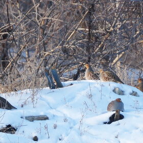 ���� ����� ���������