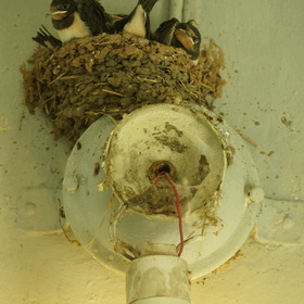 Птенцы ласточки в гнезде над лампочкой