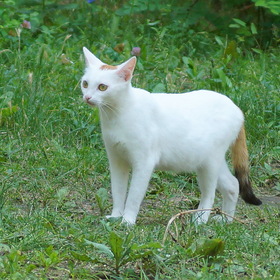Белая кошечка с рыжим хвостом