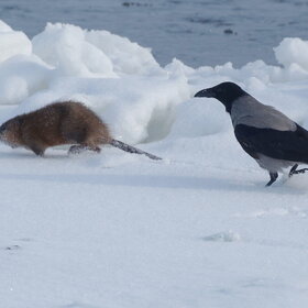 ����� ������ ���������� �����