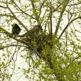 Гнездо через 40 суток, 29 апреля, самец и самка меняются при насиживании кладки