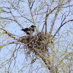 Гнездо через 35 суток, 24 апреля, самец прилетел покормить самку