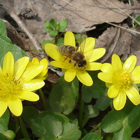 Пчела на первых весенних цветах
