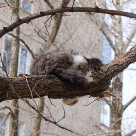 Кот спит на дереве.Похоже, на земле его уже достали..