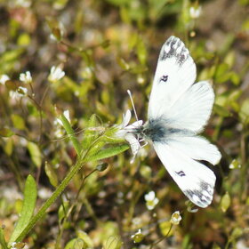 ������� ��������