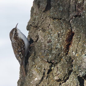 ������ ������������