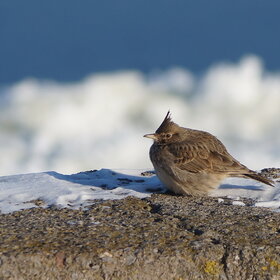 �������� ���������