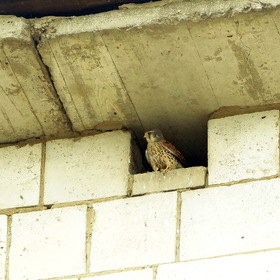 Птенец пустельги в гнезде под крышей пятиэтажки