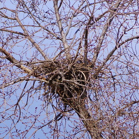 Вид гнезда 24 марта