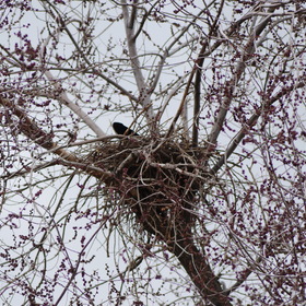 Гнездо через 15 суток, 4 апреля, насиживание кладки
