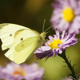 Белая бабочка на осеннем цветке