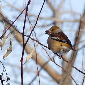 ������� ��������� ������� ������������ ������������ ����