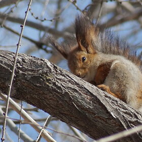 �������� �������