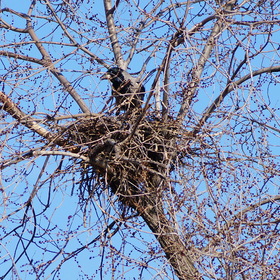 Вид гнезда 27 марта