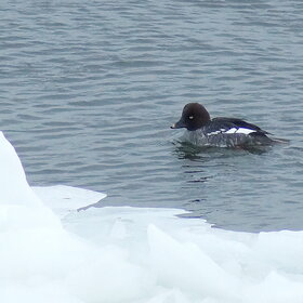 ����� ������������� ������