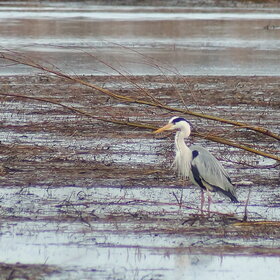 ����� �����