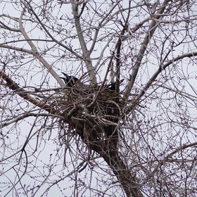 Вид гнезда 22 марта